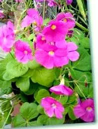 Oxalis trinangularis
