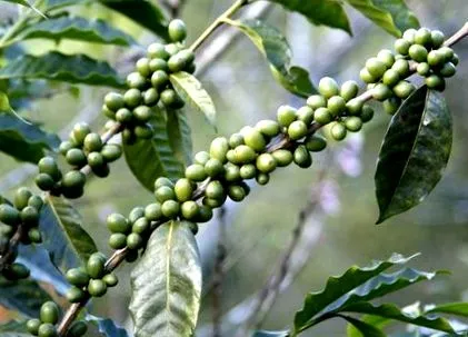 boabe extract