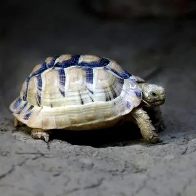 walter