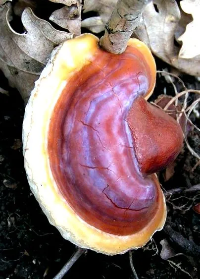 lucidum