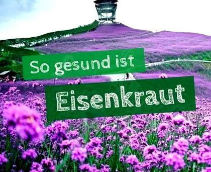 verbena