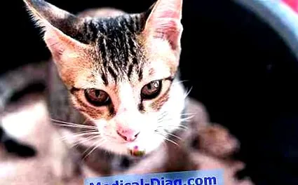 animalele sunt