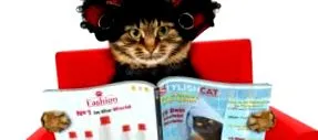 catalogul