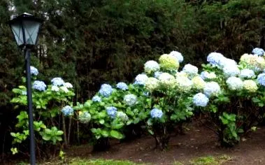 underplant underplant