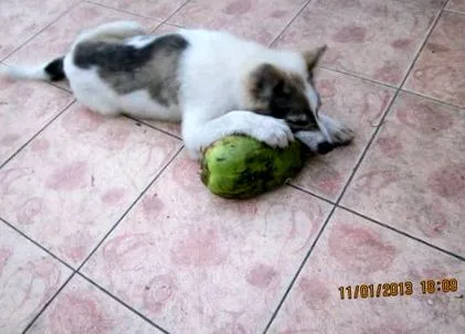 ajutor