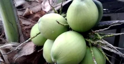 ajutor