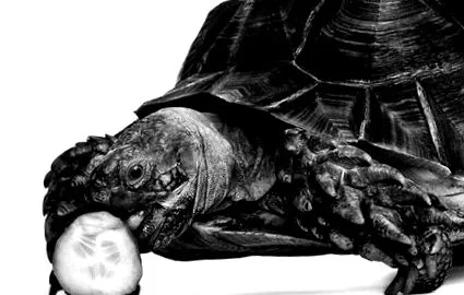 egzotikus