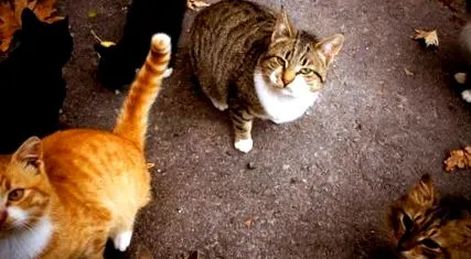 cats
