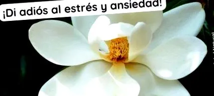 magnolol honokiol