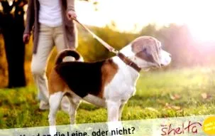 shelta