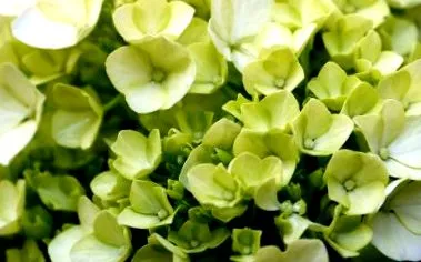 hydrangea