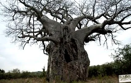 baobab