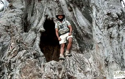 baobab