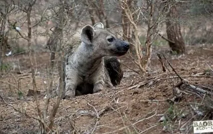 baobab