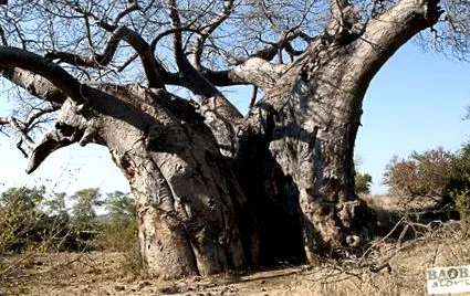 baobab