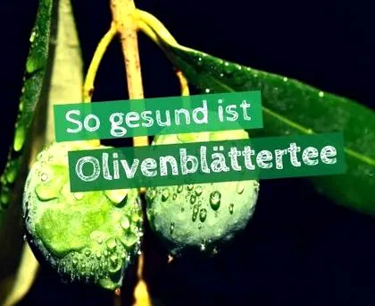 olajbogyó levél olajbogyó levél