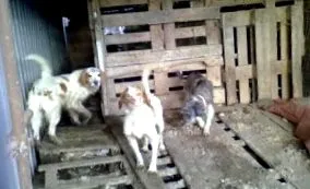 animalta