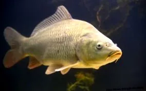 bucătărie