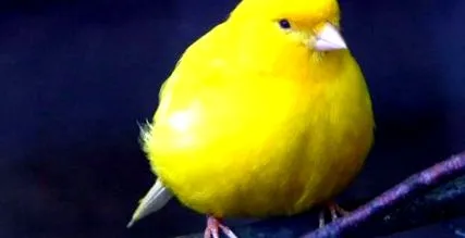 kanári