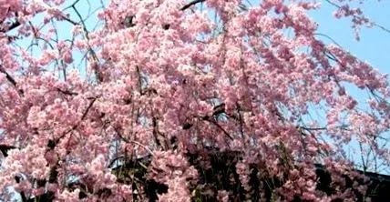 kabazaiku