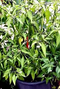 pepperworld