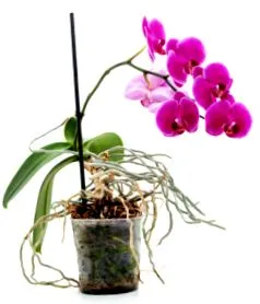 orchideát normál