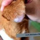 хворий