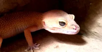 betegségek