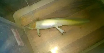 betegségek