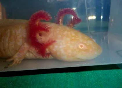 megfelelő laboratóriumban