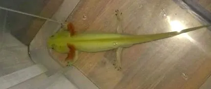 megfelelő laboratóriumban