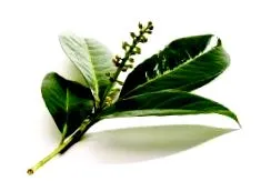 babérlevél