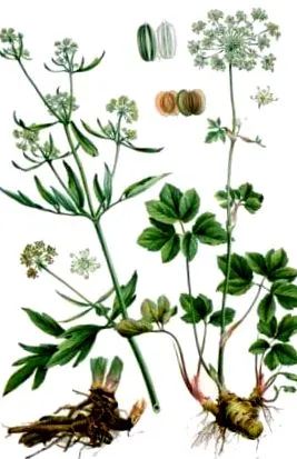 lovage