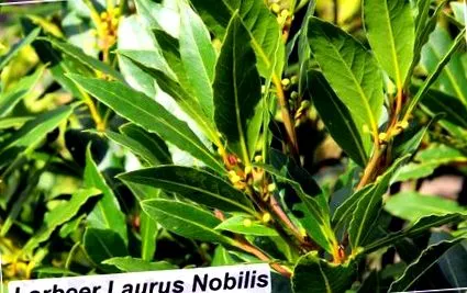 laurus nobilis