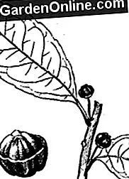 Ilex paraguariensis