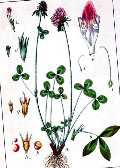 menopauză