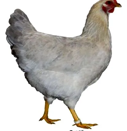 culoare