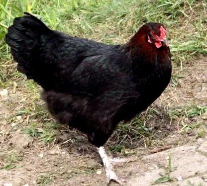 ciocolată