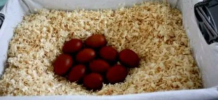 marans