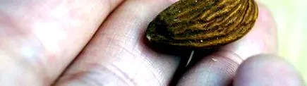 mandula