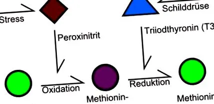 metionin