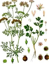 ierburi