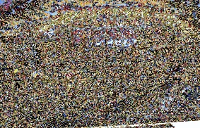 maratonul internațional