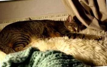 katzen