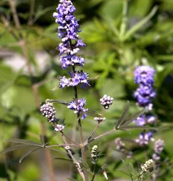 keuschbaum