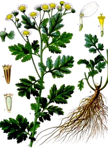 feverfew