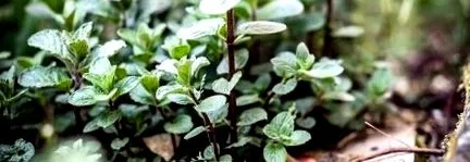 menta