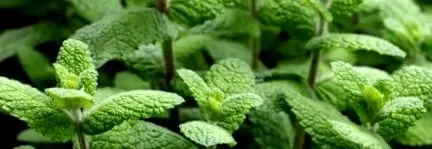 menta