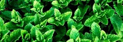 menta
