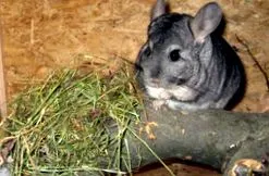 csincsilla